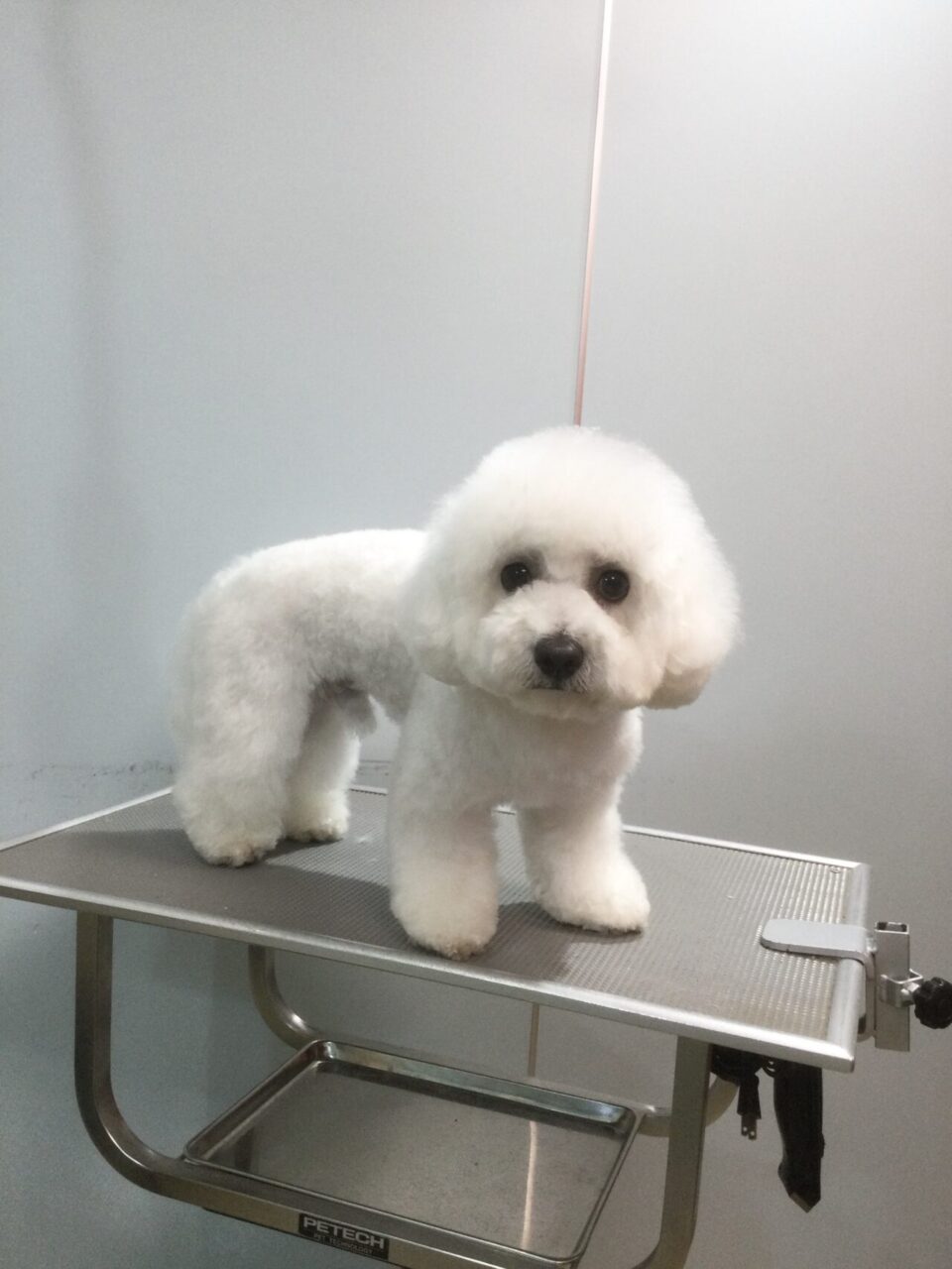 ルークちゃん
