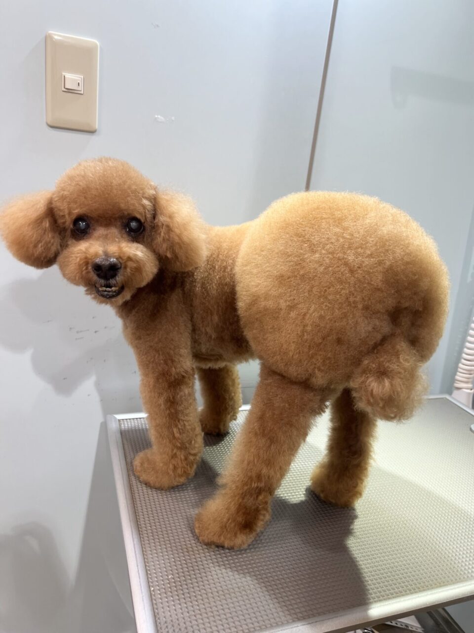 エアロちゃん