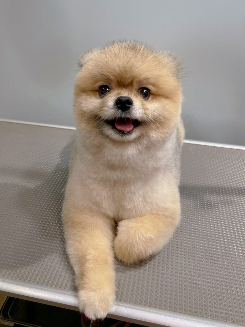 くまちゃん